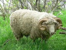 Продаю большого барана 