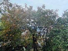 Земля под постройку дома