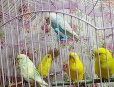 Попугай волнистый