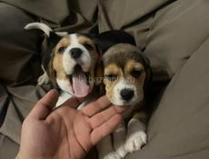 Чистокровные Бигли❗