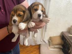 Чистокровные Бигли❗