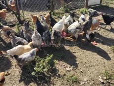 Продаётся куры