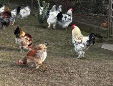 Яйца куриные 