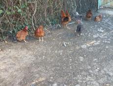 Яйца куриные 