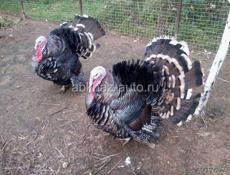 Индюшки 