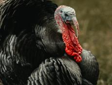 на праздники продаются индюки 