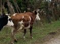Продается корова с теленком 