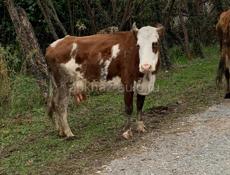 Продается корова с теленком 