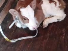 Продается телка