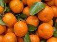 Поможем собрать мандарины безвозмездно 