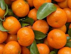 Поможем собрать мандарины безвозмездно 