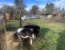 Продам телят 