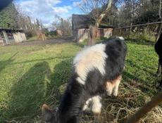 Продам телят 