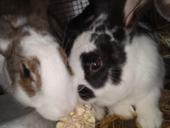 Продам кроликов