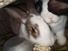 Продам кроликов