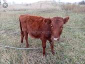 50-60кг срочно