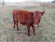 50-60кг срочно