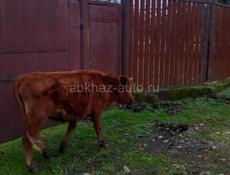 Продаётся телёнок