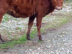 Продаётся телёнок