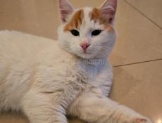 Отдам в добрые руки!