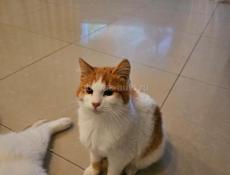 Отдам в добрые руки!