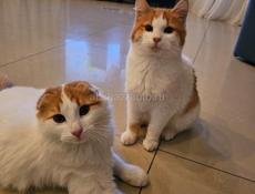 Отдам в добрые руки!