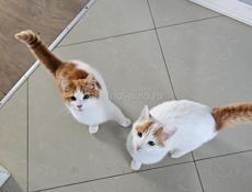 Отдам в добрые руки!