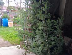 ЕЛКИ в продаже цены разные связь ватсап есть!