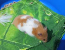 Сирийские джунгарские хомяки.