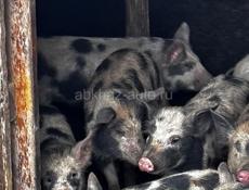 Продаются поросята 