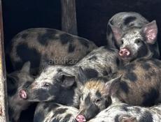 Продаются поросята 