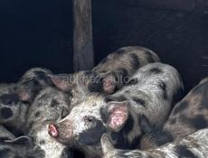 Продаются поросята 