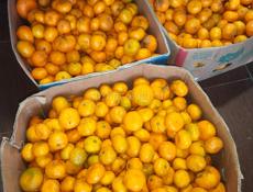 На сок мандарин около 500 кг . По 15 руб.цена снижена 