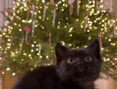 В добрые руки