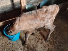 Продается теленок 