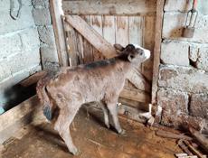 Продается теленок