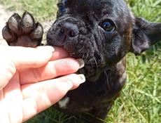 Французский бульдог