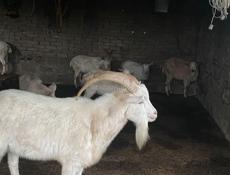 Козёл , 45 кг