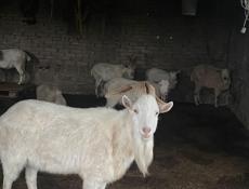 Козёл , 45 кг