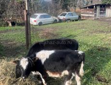 Продам телят 