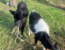 Продам телят 