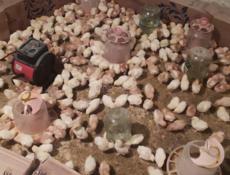 Продаю 10 дневные цыплята несушки