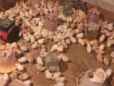 Продаю 10 дневные цыплята несушки