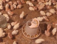 Продаю 10 дневные цыплята несушки