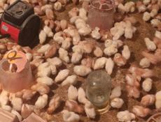 Продаю 10 дневные цыплята несушки