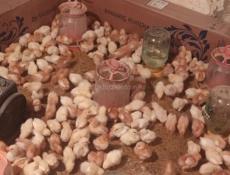 Продаю 10 дневные цыплята несушки 