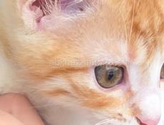 Золотой талисман вашего дома: Рыжее солнце в самом сердце Сухума!