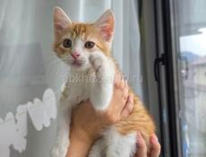 Золотой талисман вашего дома: Рыжее солнце в самом сердце Сухума!