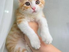 Золотой талисман вашего дома: Рыжее солнце в самом сердце Сухума!