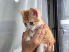 Золотой талисман вашего дома: Рыжее солнце в самом сердце Сухума!